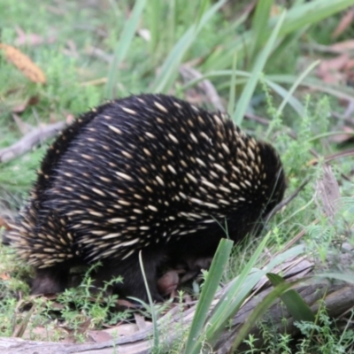 Tachyglossus aculeatus (Short-beaked Echidna) at QPRC LGA - 1 Mar 2024 by Csteele4