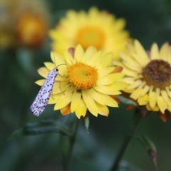 Utetheisa pulchelloides (Heliotrope Moth) at Harolds Cross, NSW - 1 Mar 2024 by Csteele4