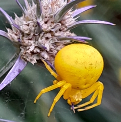 Thomisus spectabilis (Spectacular Crab Spider) at Hackett, ACT - 1 Mar 2024 by UserYYUcWrIf