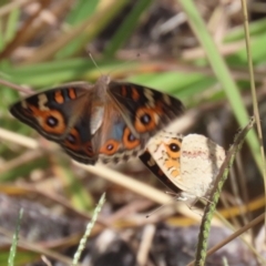 Junonia villida (Meadow Argus) at Coombs Ponds - 1 Mar 2024 by RodDeb