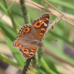 Junonia villida at Coombs Ponds - 1 Mar 2024