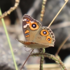 Junonia villida at Coombs Ponds - 1 Mar 2024