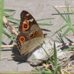 Junonia villida at Coombs Ponds - 1 Mar 2024 11:55 AM