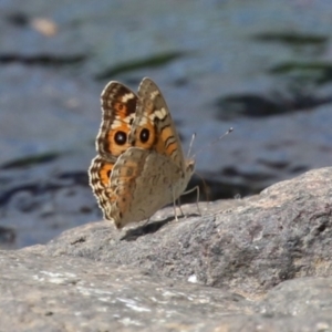 Junonia villida at Coombs Ponds - 1 Mar 2024