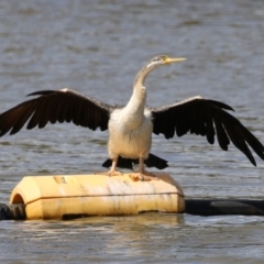 Anhinga novaehollandiae (Australasian Darter) at Coombs, ACT - 1 Mar 2024 by RodDeb