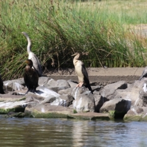 Anhinga novaehollandiae at Coombs Ponds - 1 Mar 2024