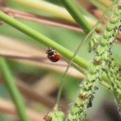 Hippodamia variegata (Spotted Amber Ladybird) at Coombs, ACT - 1 Mar 2024 by RodDeb
