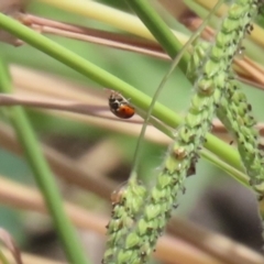 Hippodamia variegata at Coombs, ACT - 1 Mar 2024