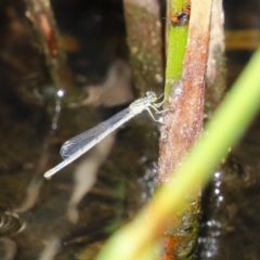 Ischnura heterosticta (Common Bluetail Damselfly) at Molonglo, ACT - 1 Mar 2024 by RodDeb
