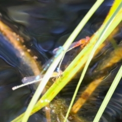 Xanthagrion erythroneurum (Red & Blue Damsel) at Coombs Ponds - 1 Mar 2024 by RodDeb