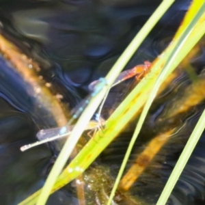 Xanthagrion erythroneurum at Coombs Ponds - 1 Mar 2024 11:53 AM