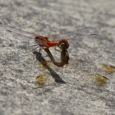 Diplacodes haematodes (Scarlet Percher) at Coombs Ponds - 1 Mar 2024 by RodDeb