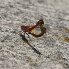 Diplacodes haematodes at Coombs Ponds - 1 Mar 2024 11:40 AM