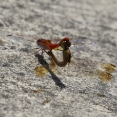 Diplacodes haematodes at Coombs Ponds - 1 Mar 2024 11:40 AM