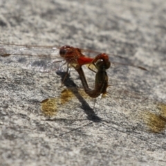 Diplacodes haematodes at Coombs Ponds - 1 Mar 2024 11:40 AM