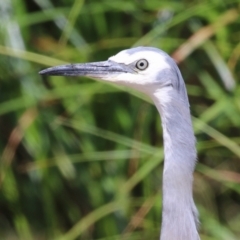 Egretta novaehollandiae (White-faced Heron) at Molonglo, ACT - 1 Mar 2024 by RodDeb