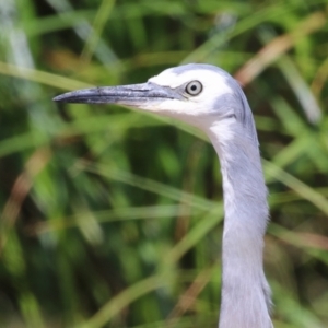 Egretta novaehollandiae at Coombs Ponds - 1 Mar 2024 11:49 AM