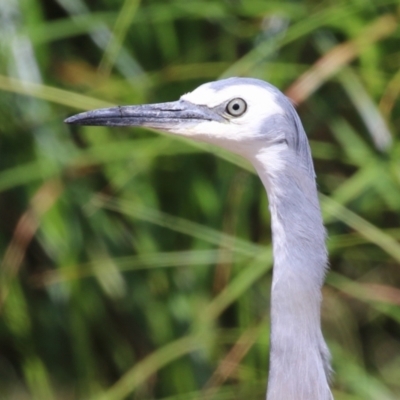 Egretta novaehollandiae (White-faced Heron) at Coombs Ponds - 1 Mar 2024 by RodDeb
