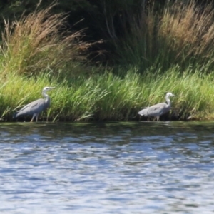 Egretta novaehollandiae at Coombs Ponds - 1 Mar 2024 11:49 AM