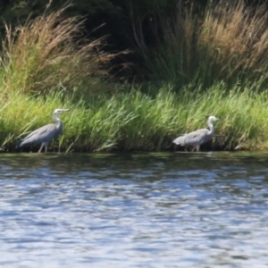 Egretta novaehollandiae at Coombs Ponds - 1 Mar 2024