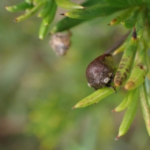 Terentius convexus at Murrumbateman, NSW - 1 Mar 2024