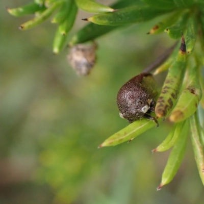 Terentius convexus (Hornless treehopper) at Murrumbateman, NSW - 1 Mar 2024 by SimoneC