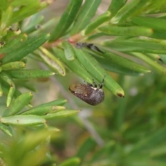 Terentius convexus at Murrumbateman, NSW - 1 Mar 2024 03:39 PM