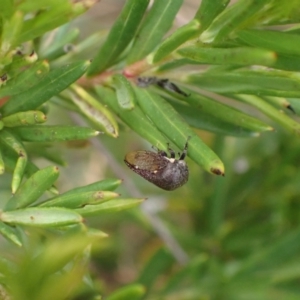 Terentius convexus at Murrumbateman, NSW - 1 Mar 2024