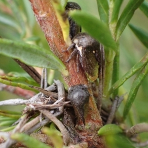 Terentius convexus at Murrumbateman, NSW - 1 Mar 2024