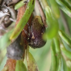 Terentius convexus at Murrumbateman, NSW - 1 Mar 2024 03:39 PM