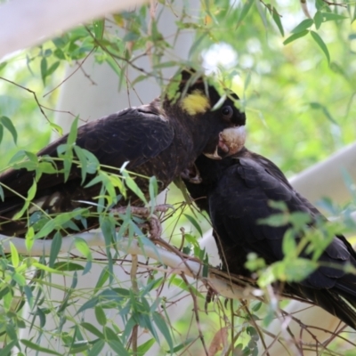 Zanda funerea (Yellow-tailed Black-Cockatoo) at Coombs, ACT - 1 Mar 2024 by RodDeb