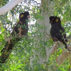 Zanda funerea at Coombs Ponds - 1 Mar 2024 12:08 PM