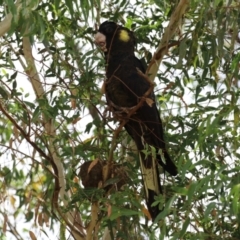 Zanda funerea at Coombs Ponds - 1 Mar 2024 12:08 PM