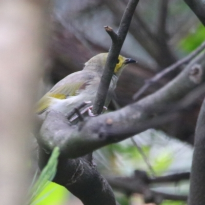 Ptilotula penicillata (White-plumed Honeyeater) at Richardson, ACT - 29 Feb 2024 by MB