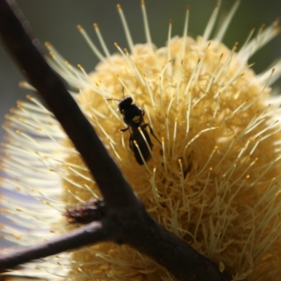 Meroglossa itamuca (A Masked Bee) at Harolds Cross, NSW - 1 Mar 2024 by Csteele4