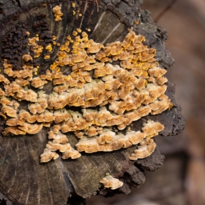 Stereum hirsutum (Hairy Curtain Crust) at Penrose - 28 Feb 2024 by Aussiegall