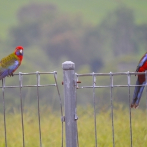 Platycercus elegans at Jamberoo, NSW - 1 Mar 2024 08:16 PM