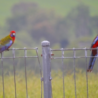 Platycercus elegans (Crimson Rosella) at Jamberoo, NSW - 1 Mar 2024 by plants