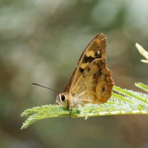 Heteronympha banksii at Tidbinbilla Nature Reserve - 1 Mar 2024