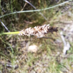 Alydidae (family) (A broad-headed bug) at Mount Majura - 1 Mar 2024 by abread111