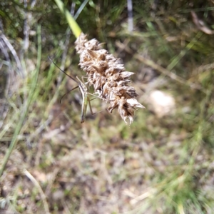 Alydidae (family) at Mount Majura - 1 Mar 2024
