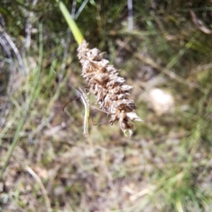 Alydidae (family) at Mount Majura - 1 Mar 2024 11:01 AM