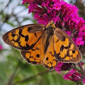 Heteronympha penelope at QPRC LGA - 1 Mar 2024