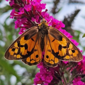 Heteronympha penelope at QPRC LGA - 1 Mar 2024