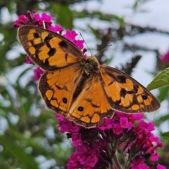 Heteronympha penelope at QPRC LGA - 1 Mar 2024