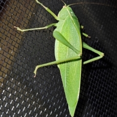 Caedicia simplex (Common Garden Katydid) at QPRC LGA - 1 Mar 2024 by MatthewFrawley