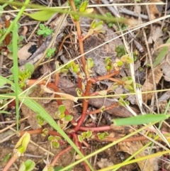 Portulaca oleracea (Pigweed, Purslane) at Yarralumla, ACT - 26 Feb 2024 by WalkYonder