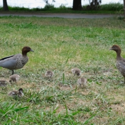 Chenonetta jubata (Australian Wood Duck) at Gungahlin, ACT - 1 Mar 2024 by TrishGungahlin