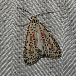 Utetheisa pulchelloides at QPRC LGA - 1 Mar 2024 08:34 PM