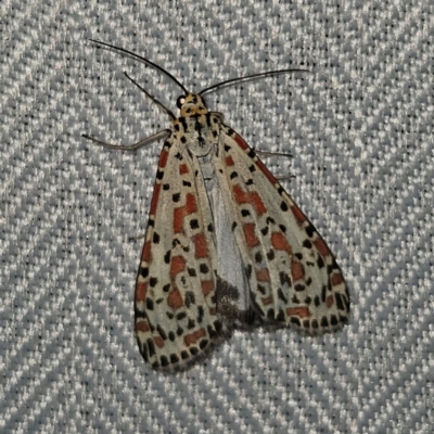 Utetheisa pulchelloides (Heliotrope Moth) at QPRC LGA - 1 Mar 2024 by MatthewFrawley